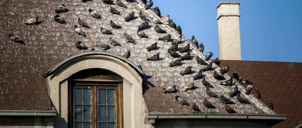 Pigeons-Roof-Infestation.jpg