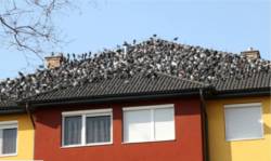 Pigeon Control Needs